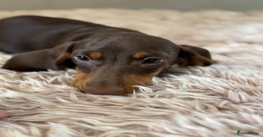 Miniature Dachshund dogs - Advert 12