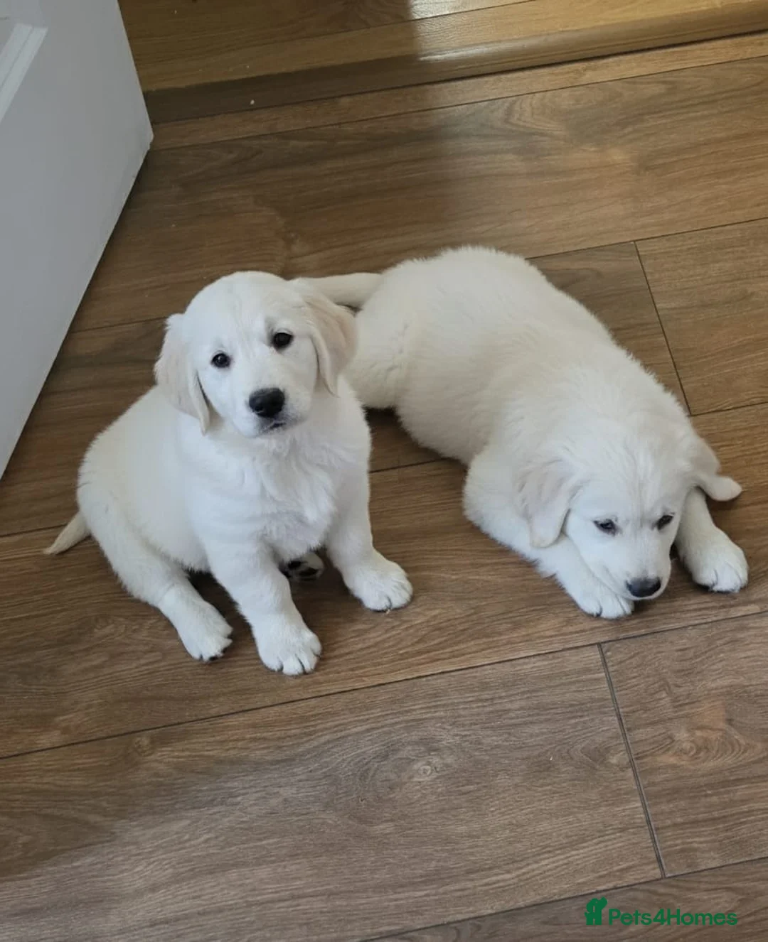 Golden Retriever dogs for sale: LAST 2 STUNNING PUPPIES  - Advert 5