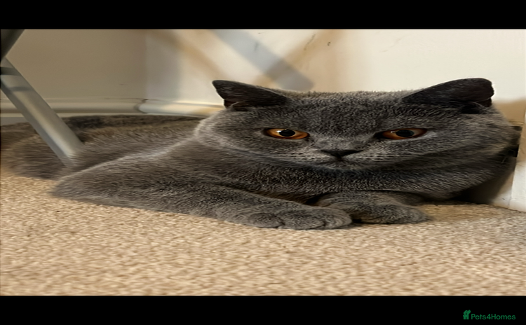 British Shorthair cats - Advert 3