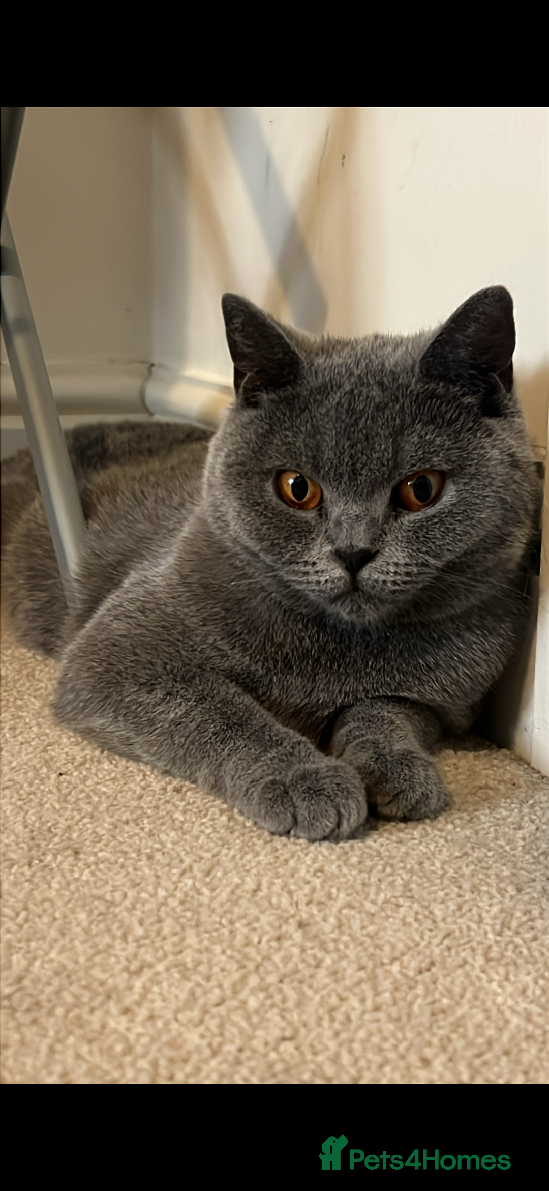 British Shorthair cats for sale: Female British shorthair cat - Image 1