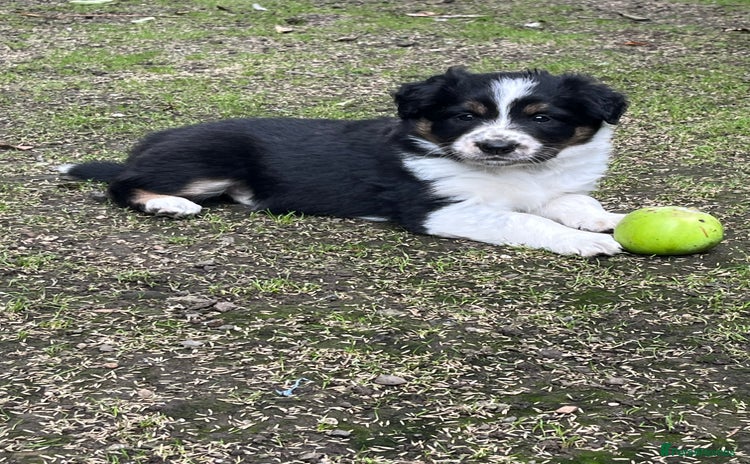 Border Collie dogs - Advert 8