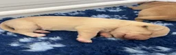 Labrador Retriever dogs for sale: Stunning KC Registered Champion line Puppies  - Advert 31