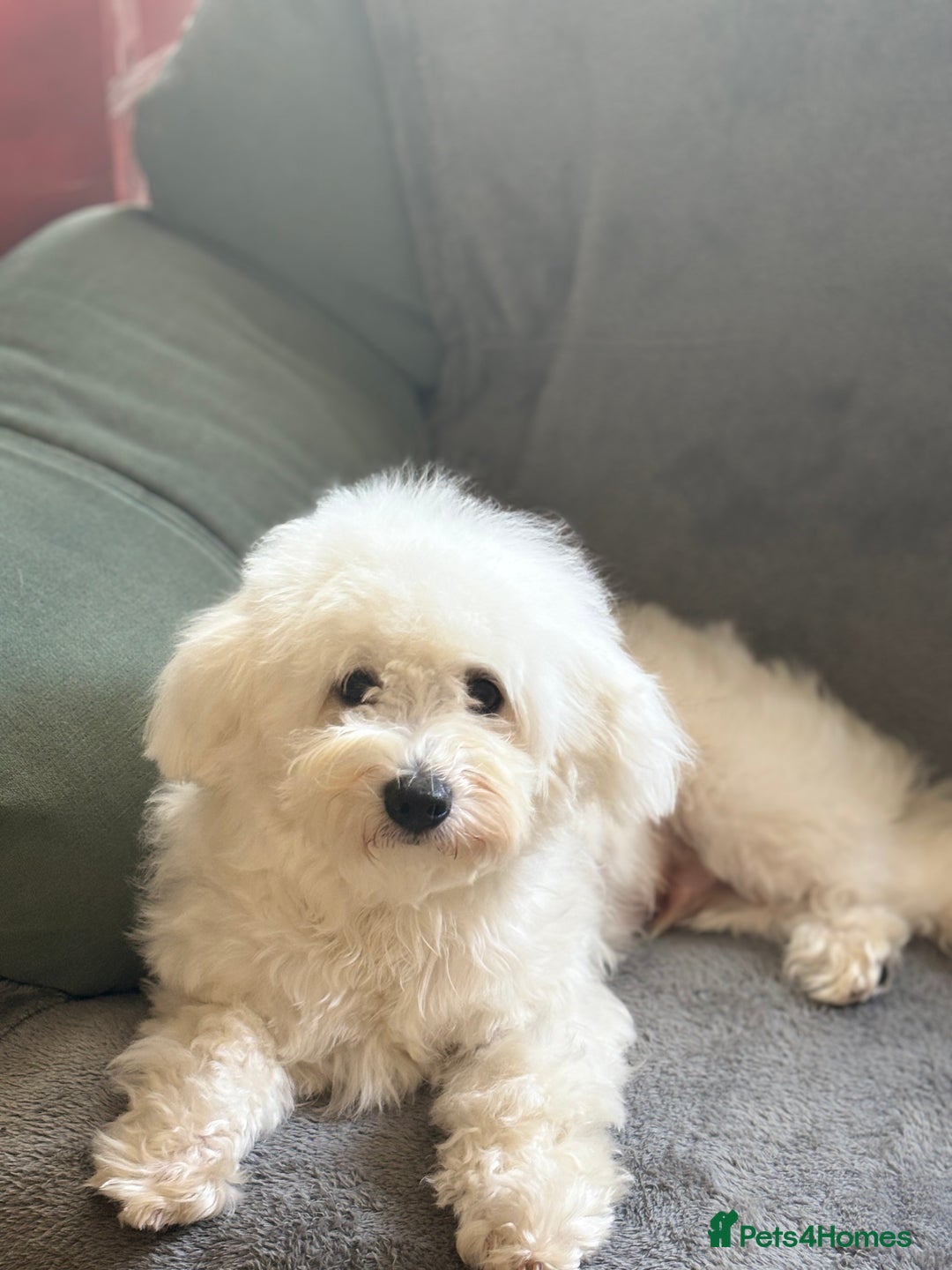 Bichon Frise dogs for sale: Teddy - Advert 9