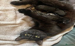 Mixed Breed cats for sale: Mixed breed kittens for sale  - Image 16