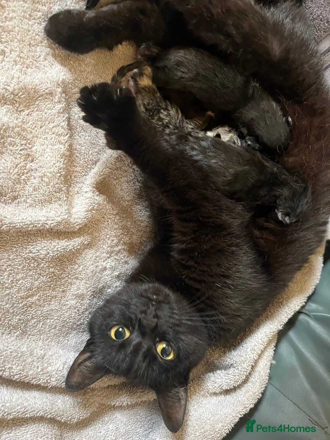 Mixed Breed cats for sale: Mixed breed kittens for sale  - Image 16
