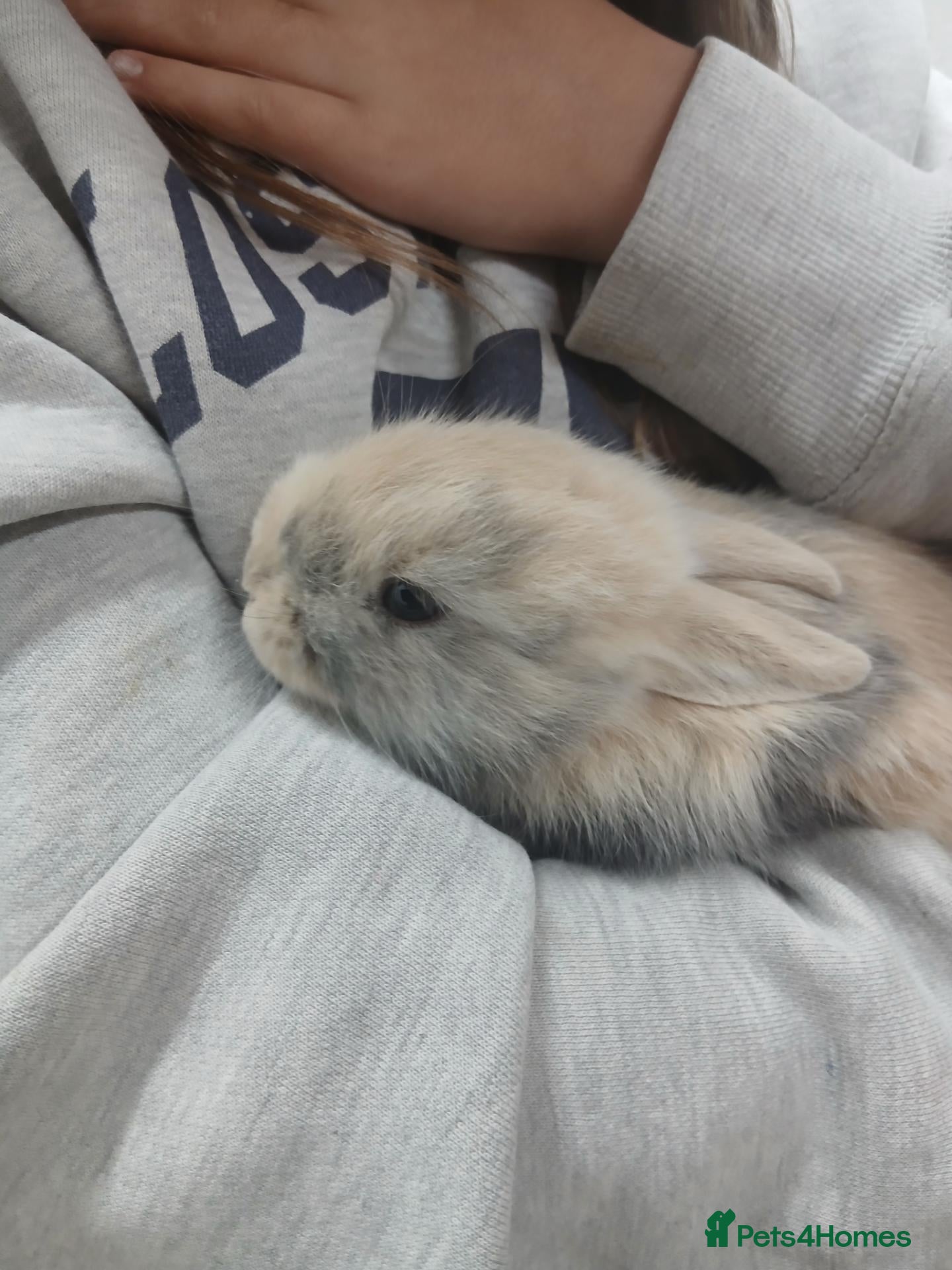 Mini Lop rabbits Beautiful MiniLop Bunnies - Advert 4