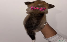 Welsh Corgi Pembroke dogs for sale: Welsh Pembroke corgis  - Image 14