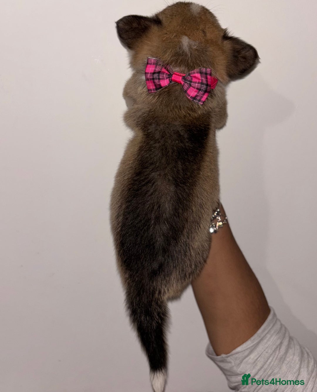 Welsh Corgi Pembroke dogs for sale: Welsh Pembroke corgis  - Image 14