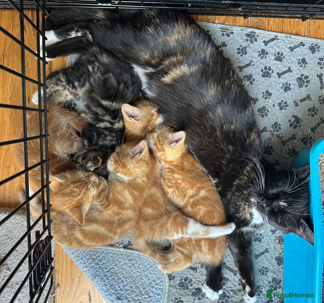 Mixed Breed cats for sale: 4 ginger boys 1 tabby girl  - Advert 1
