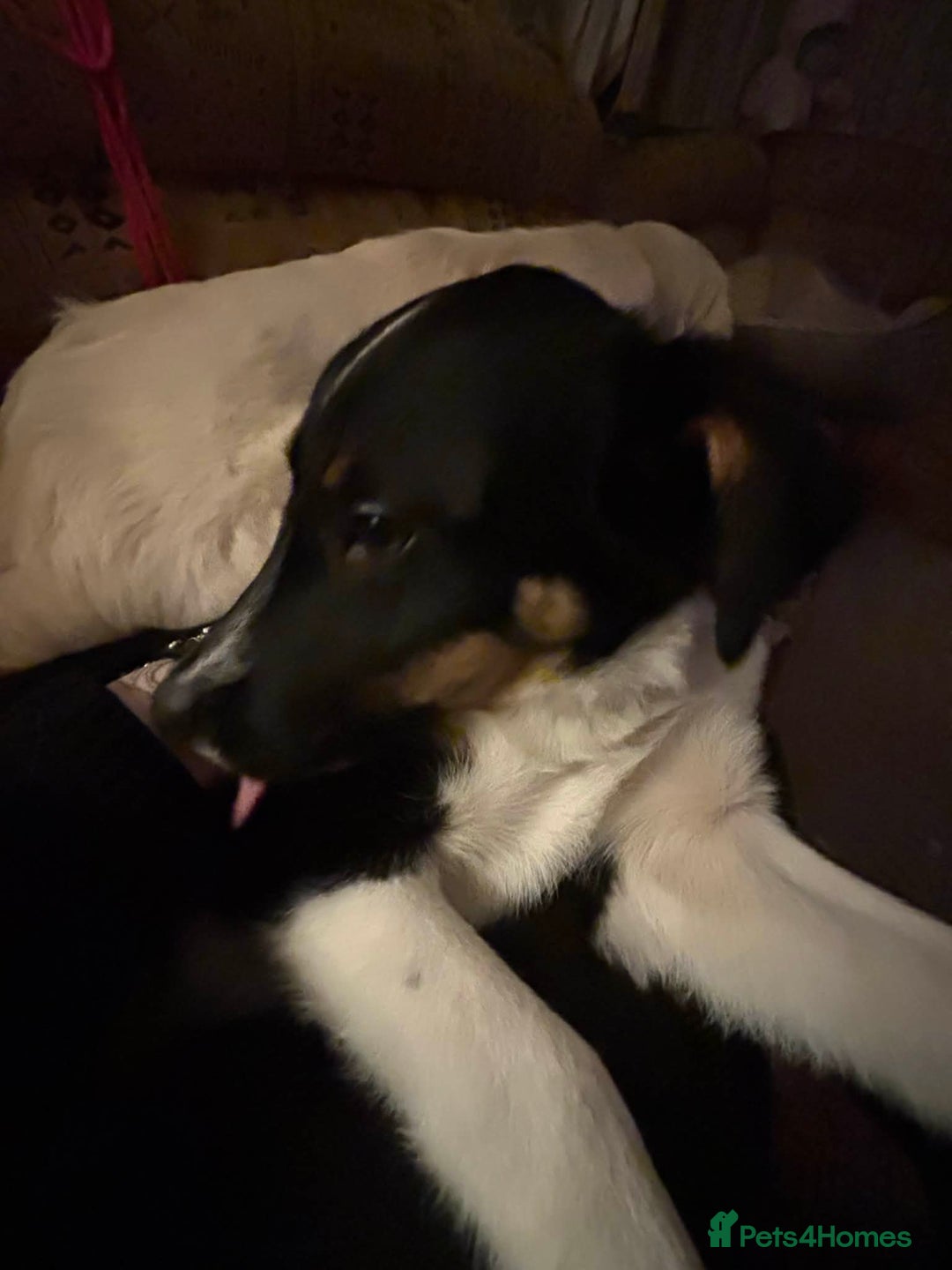 Border Collie dogs for sale: Tri colour border collie - Advert 9