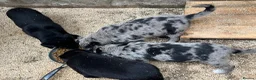 Borador dogs for sale: Beautiful Borador blue Merle / black pups - Advert 5