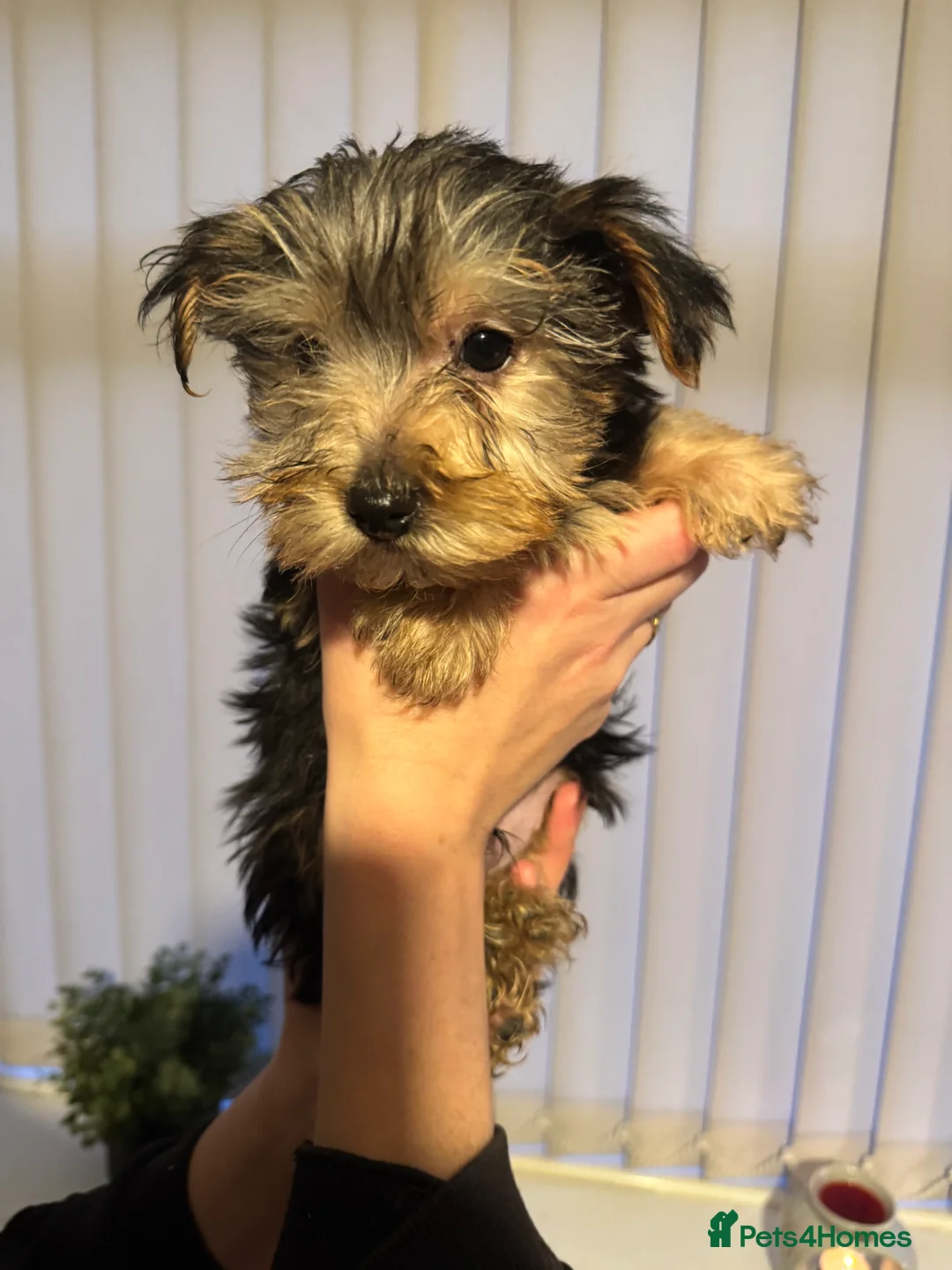 Yorkshire Terrier dogs for sale: Yorkshire Terrier Pup - Male - Advert 7