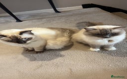 Ragdoll cats for sale: Ragdoll Kittens - Image 6
