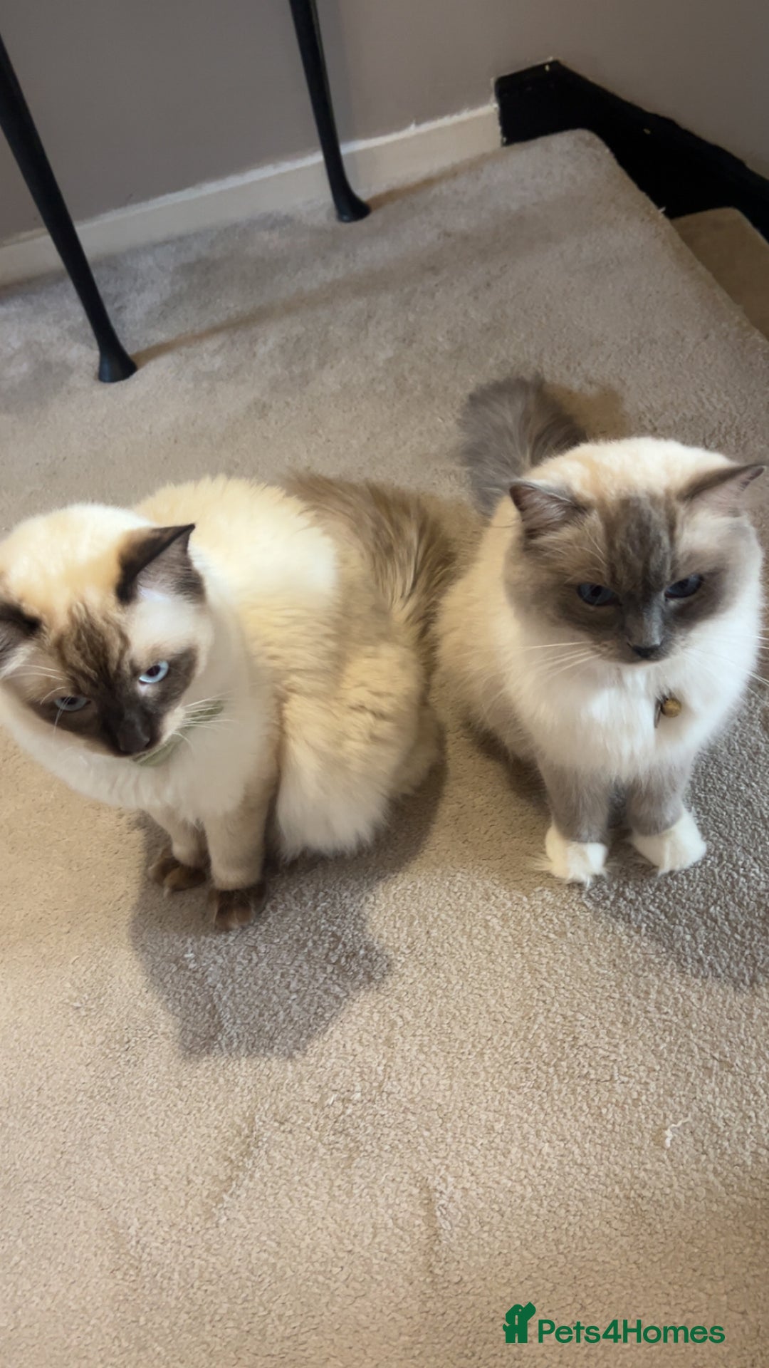 Ragdoll cats for sale: Ragdoll Kittens - Image 6