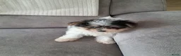 Mixed Breed dogs for sale: BEAUTIFUL POMCHON PUPS  FOR SALE - Advert 22