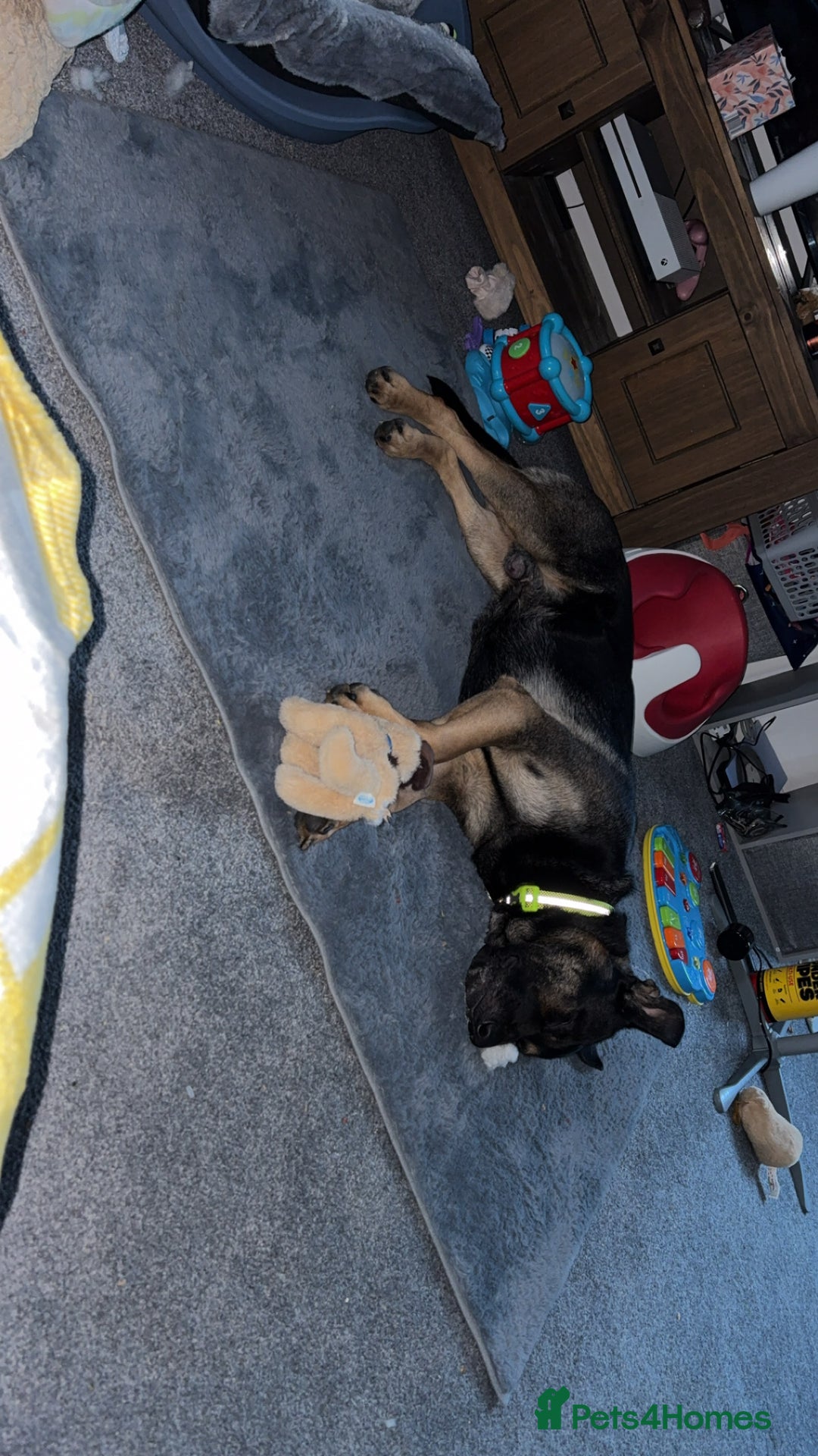 Mixed Breed dogs for sale: Rex - German Shepard Rhodesian ridge back - Image 1