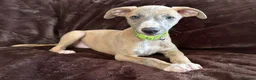 Whippet dogs for sale: Beautiful KC Registered Whippets  - Advert 16