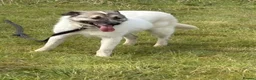 Mixed Breed dogs for adoption: Jellybean - Norwich Norfolk  - Advert 15