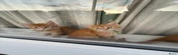Maine Coon cats for sale: 😻😻😻😻 Maine Coon Kittens Ready Soon Red Tabby F - Advert 3