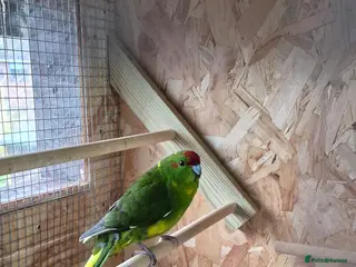 Parakeets birds Kakariki - Advert 17