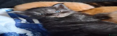 Maine Coon 3