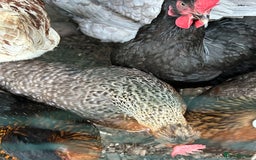 Chickens poultry for sale: 8 chickens for sale  - Image 5