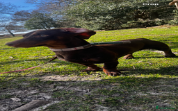 Dachshund dogs for stud: Doddie choc and tan dachshund - Image 2