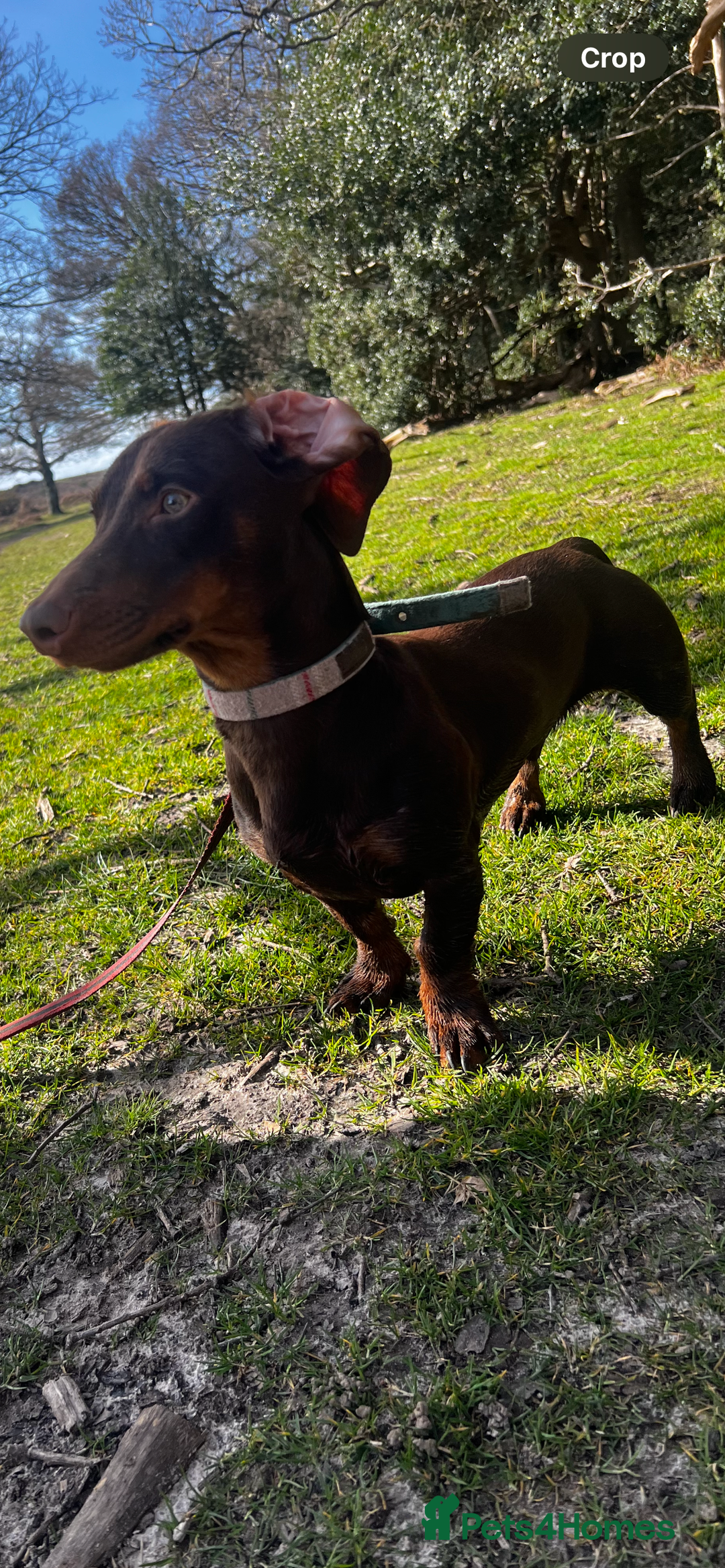 Dachshund dogs for stud: Doddie choc and tan dachshund - Image 2
