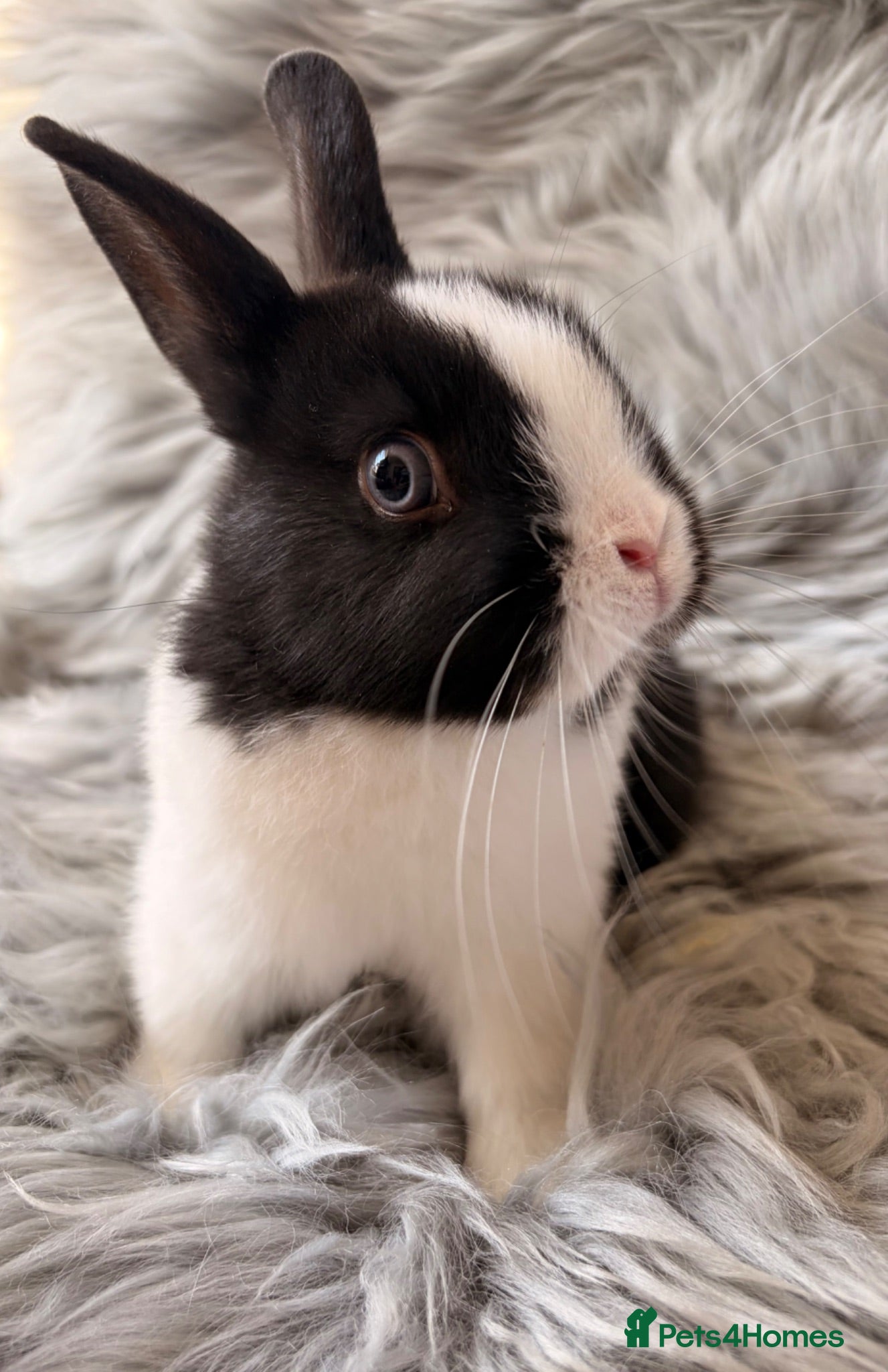 Netherland Dwarf rabbits Netherland Dwarf Kits For Sale - Advert 1