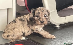 Cockapoo dogs for sale: F1 Cockapoos for sale  - Image 17