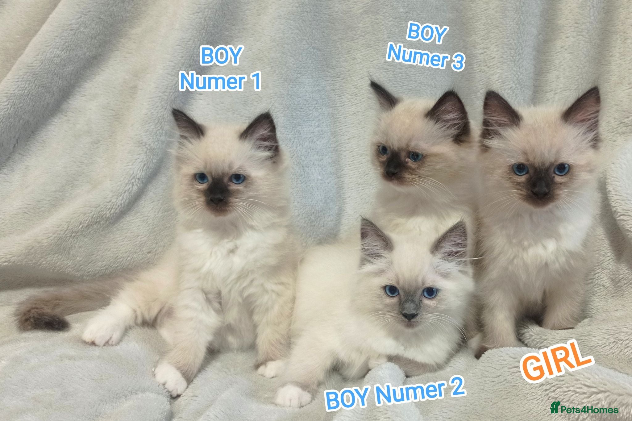 Ragdoll cats Beautiful Ragdoll Kittens Looking for Loving Homes - Advert 1