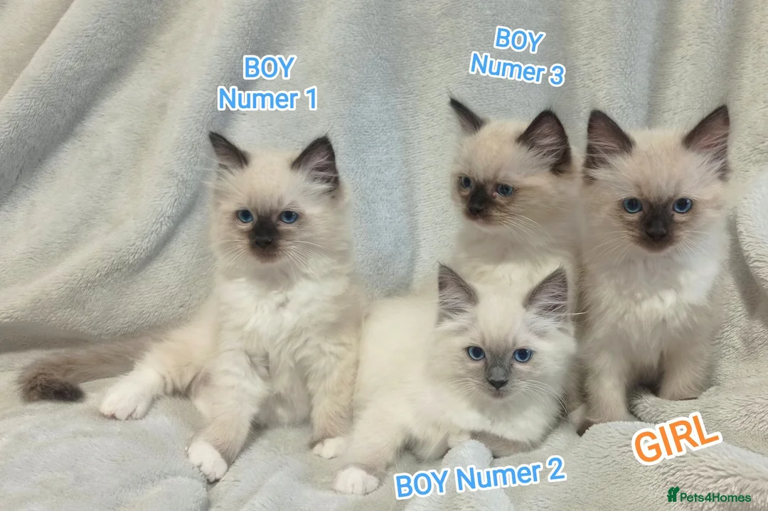 Ragdoll cats for sale: Beautiful Ragdoll Kittens Looking for Loving Homes - Advert 1