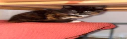Mixed Breed cats for sale: Kittens  - Advert 2