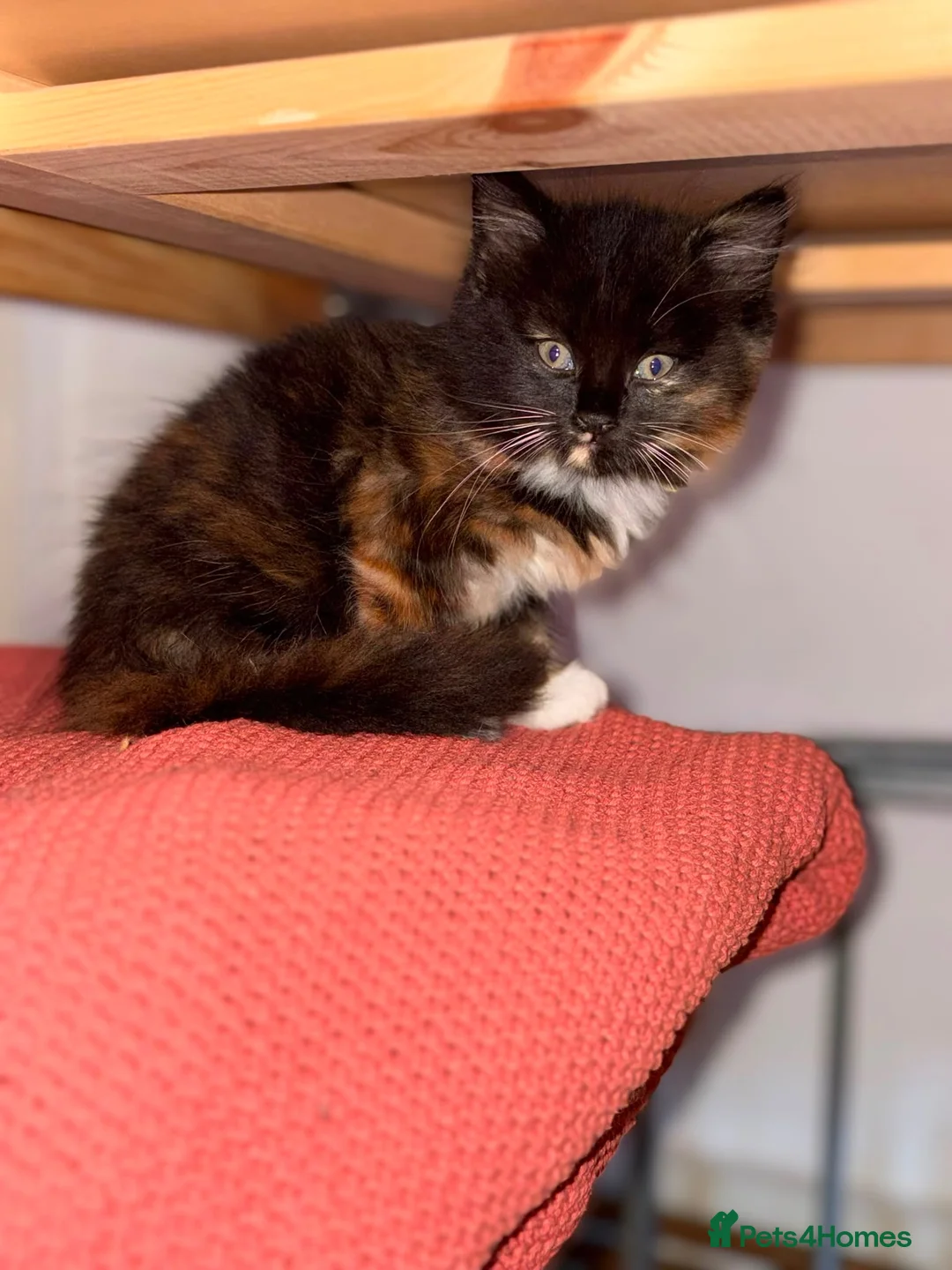 Mixed Breed cats for sale: Kittens  - Advert 2