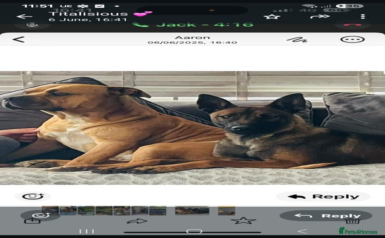 Mixed Breed dogs - Advert 10