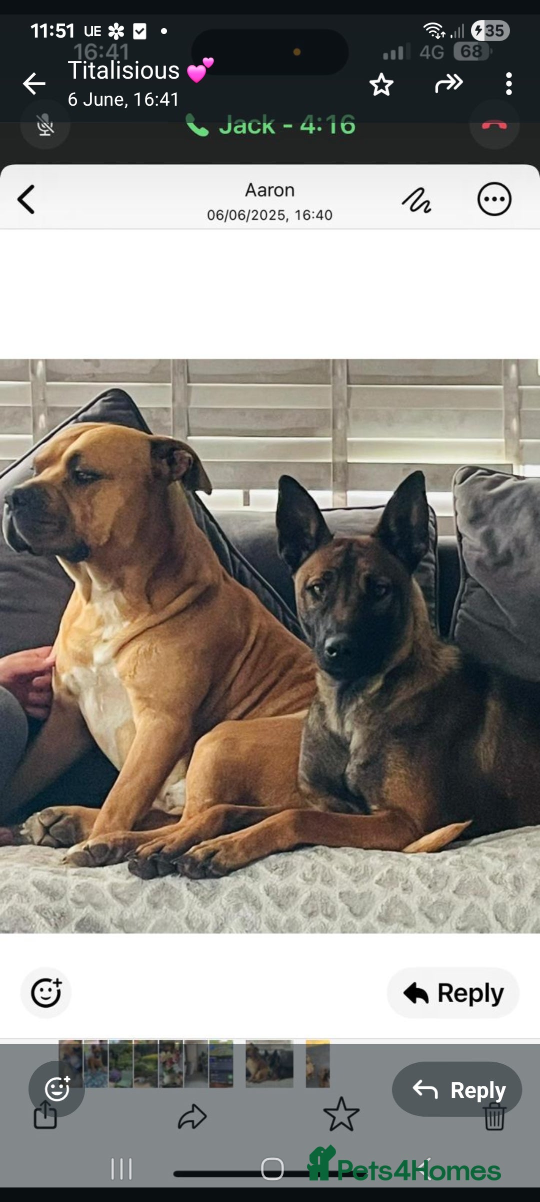 Mixed Breed dogs for sale: Bullherder girl  - Image 1