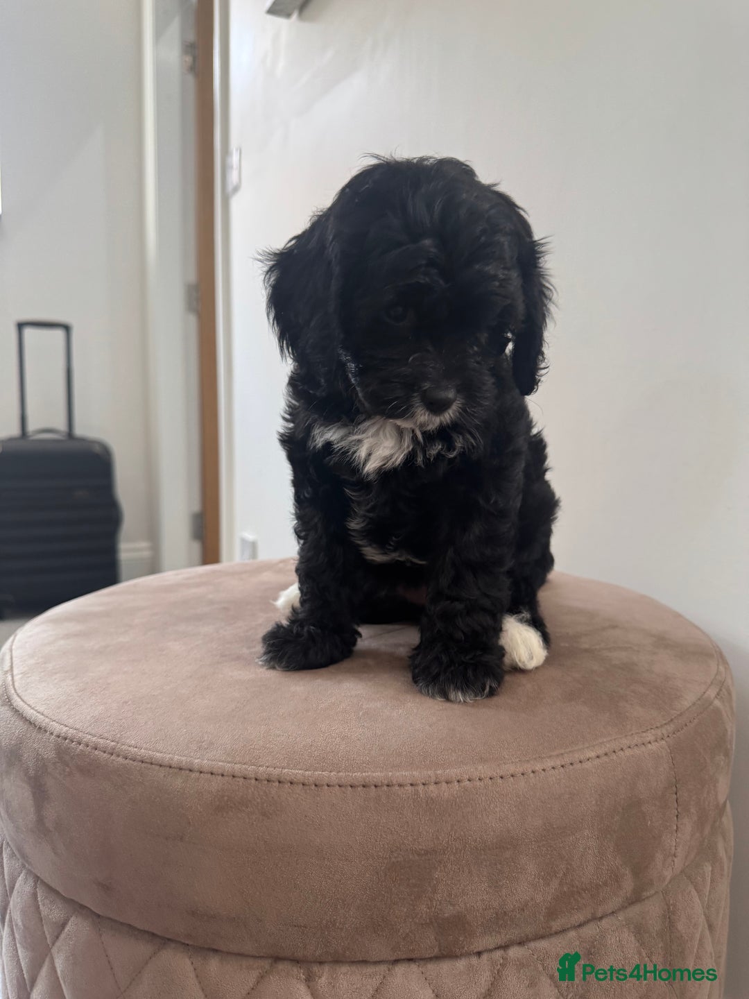 Cavapoo dogs for sale: F1 Cavapoo pups. Beautiful litter of five bitches. - Image 4