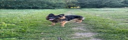 German Shepherd dogs for sale: Rehoming One-Year Old Male German Shepherd - Advert 7