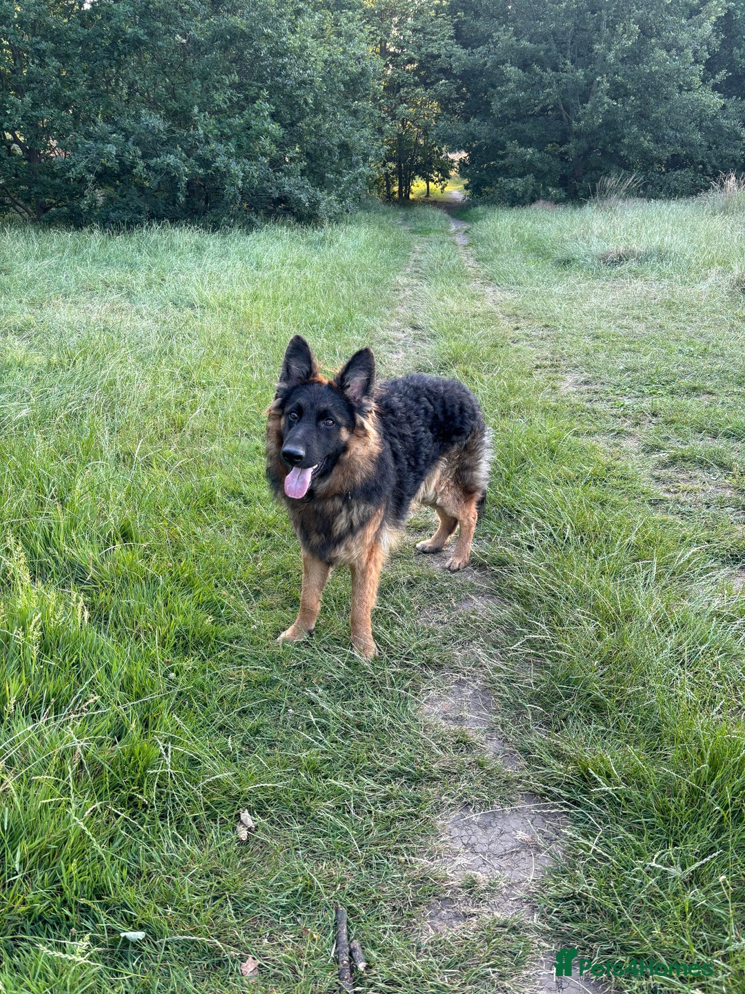 German Shepherd dogs for sale: Rehoming One-Year Old Male German Shepherd - Advert 7