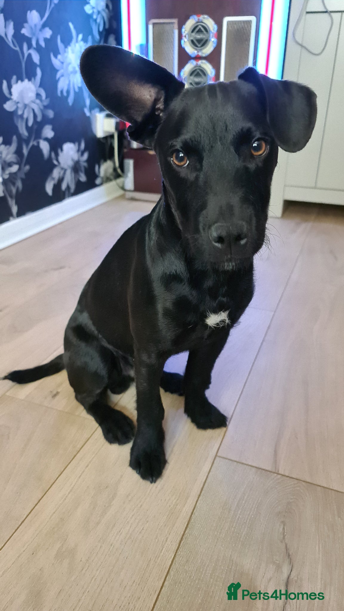 Patterdale Terrier dogs Patterdale 1 year old male - Advert 2