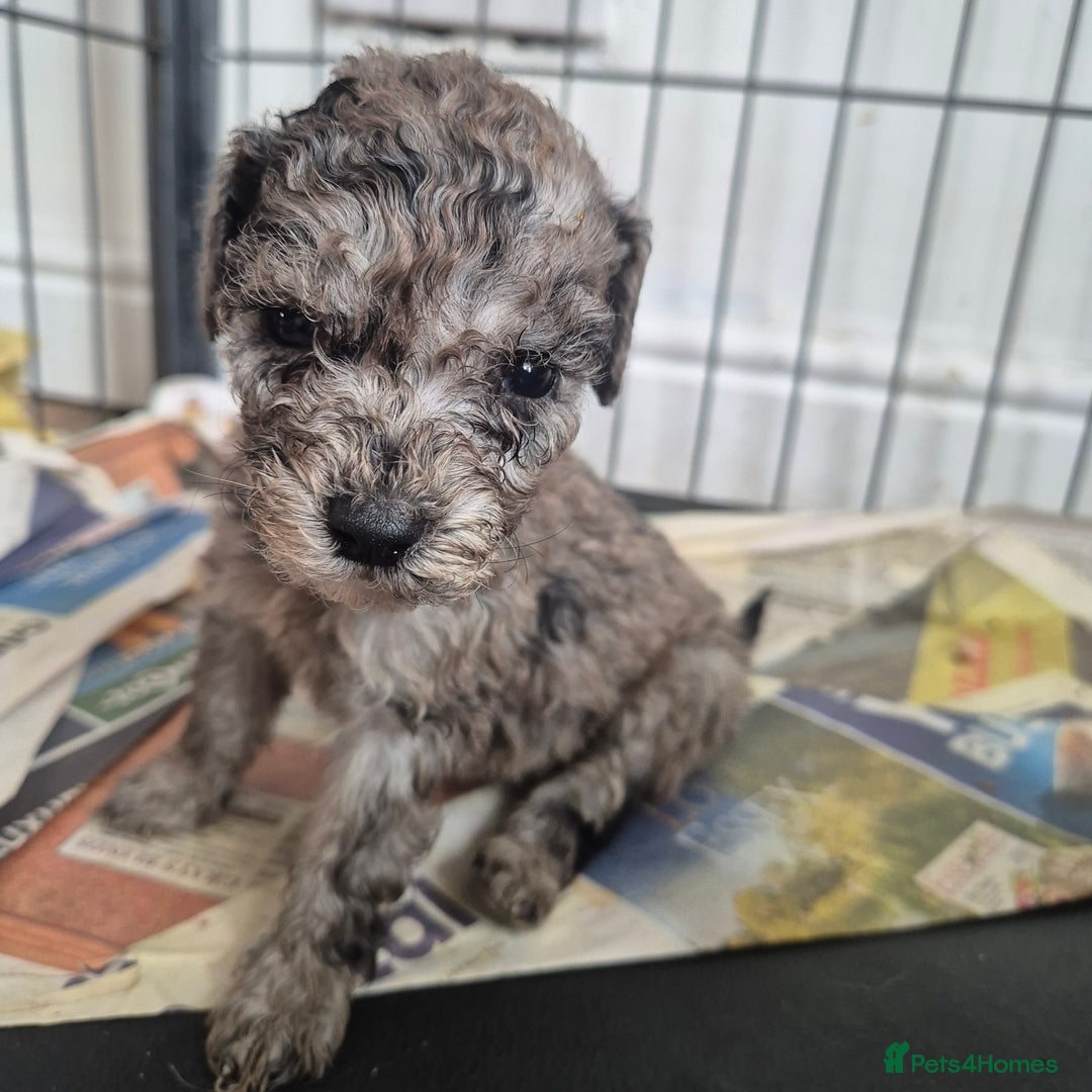 Cockapoo dogs for sale: Cockerpoos 1 boys left DROPPED 650 - Image 6