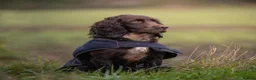 Cocker Spaniel dogs for sale: Sort hard to find - Advert 29