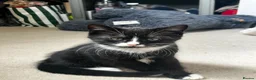 Mixed Breed cats for sale: 4x kittens for sale - Advert 12