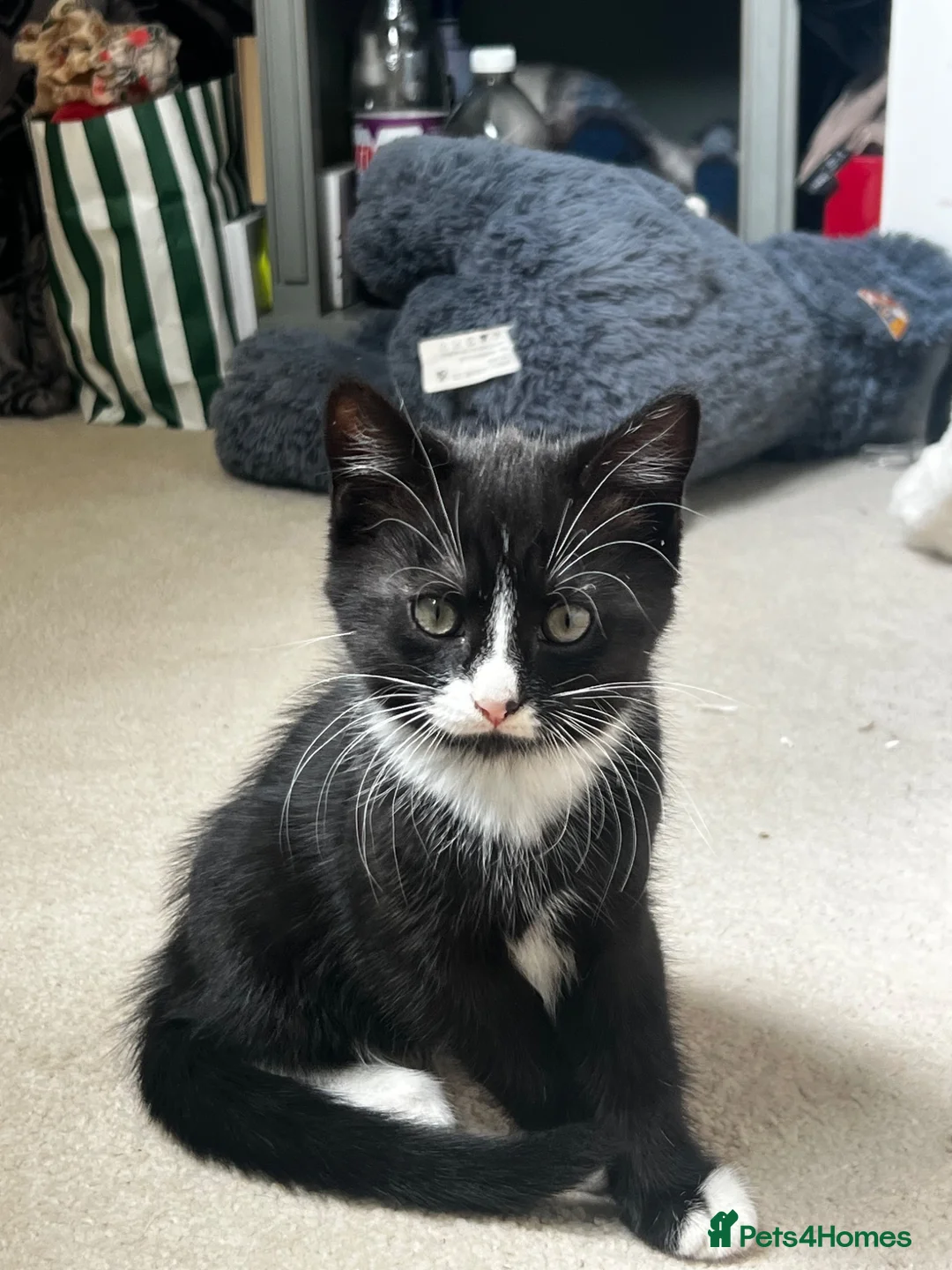 Mixed Breed cats for sale: 4x kittens for sale - Advert 12