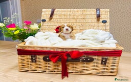 Cocker Spaniel dogs for sale: ❤️ Beautiful cocker spaniel puppies for sale ❤️ - Image 4