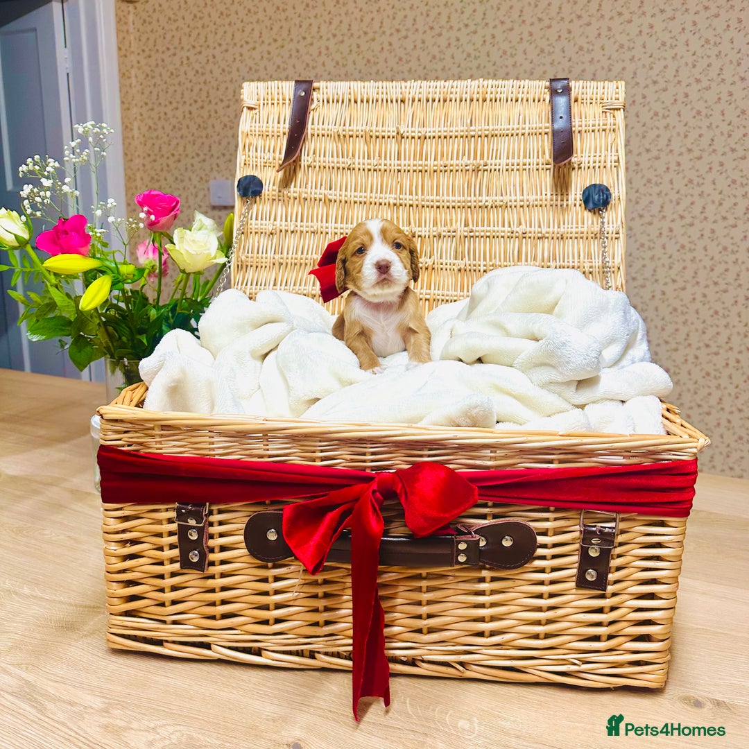 Cocker Spaniel dogs for sale: ❤️ Beautiful cocker spaniel puppies for sale ❤️ - Image 4