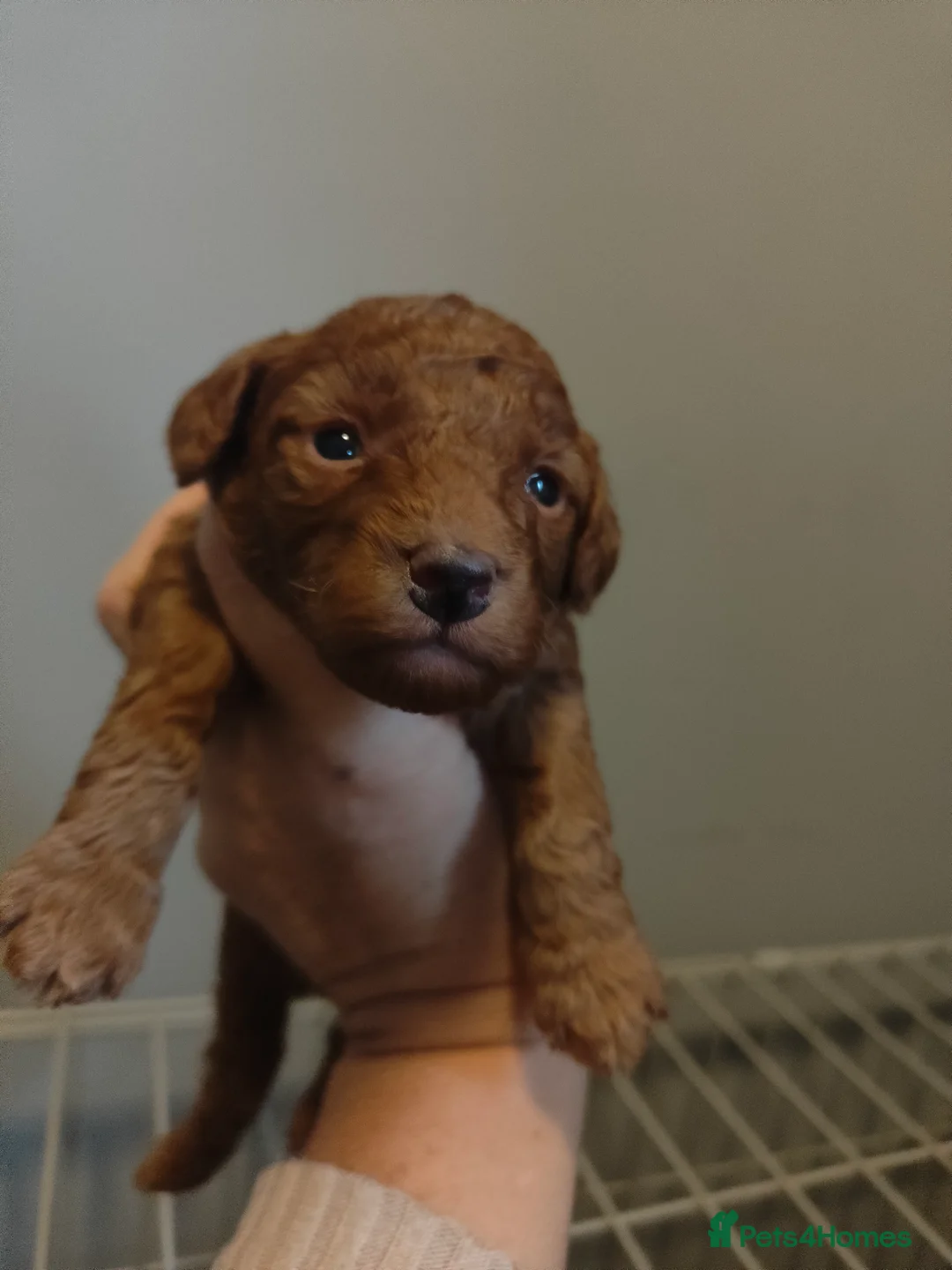 Miniature Poodle dogs for sale: 💥 Miniature poodle 💥 - Advert 2