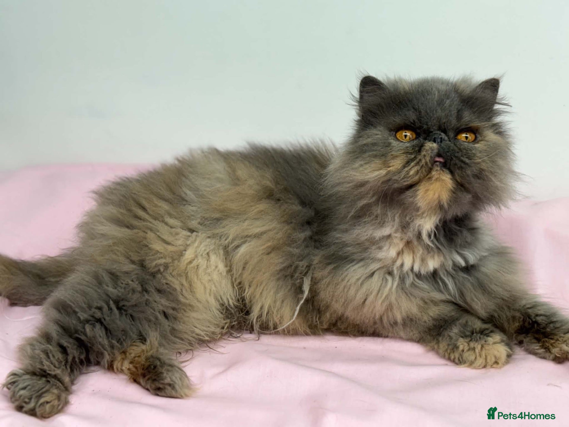 Persian cats for sale: Gccf registered active female Persian  - Advert 5