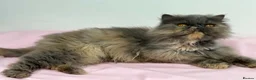 Persian cats for sale: Gccf registered active female Persian  - Advert 1