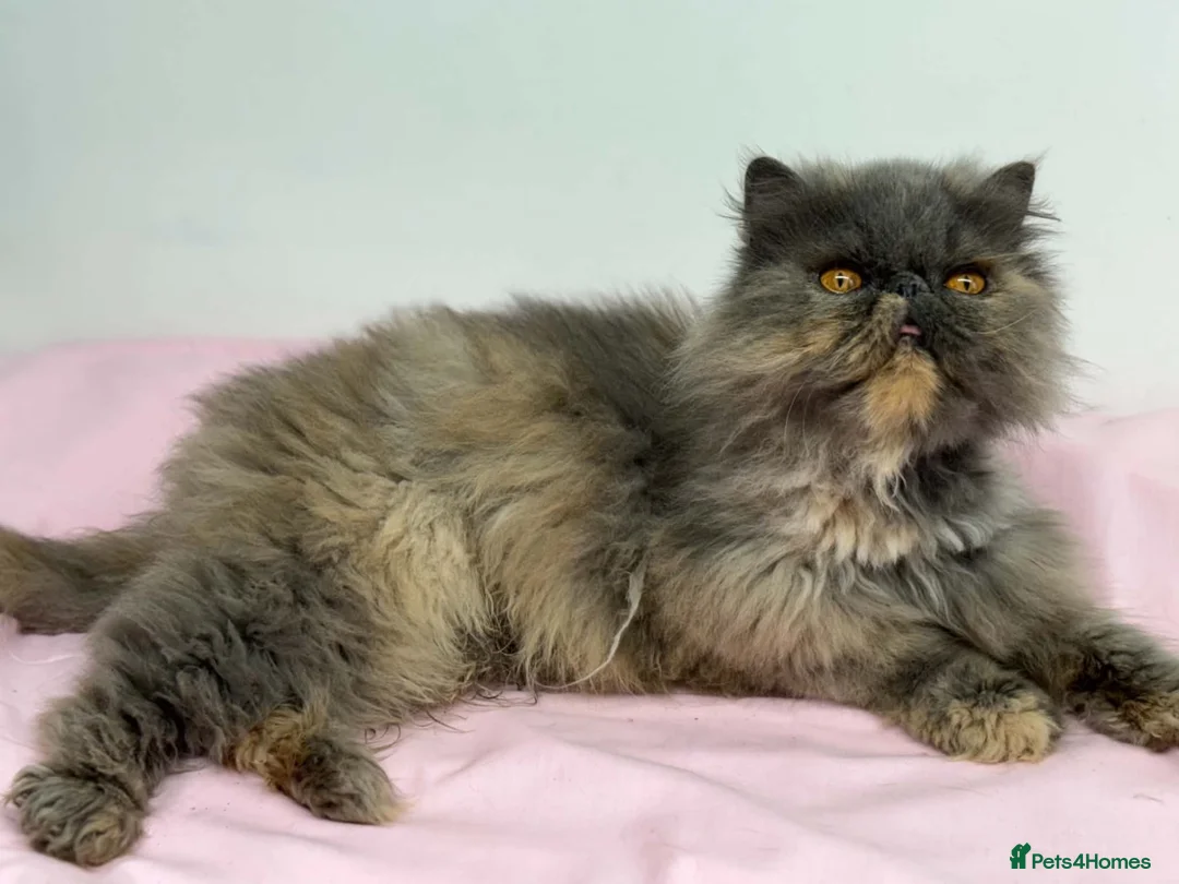 Persian cats for sale: Gccf registered active female Persian  - Advert 1